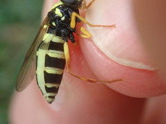 Xanthogramma citrofasciatum