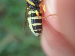 Xanthogramma citrofasciatum
