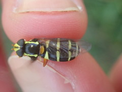 Xanthogramma citrofasciatum