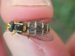 Xanthogramma citrofasciatum