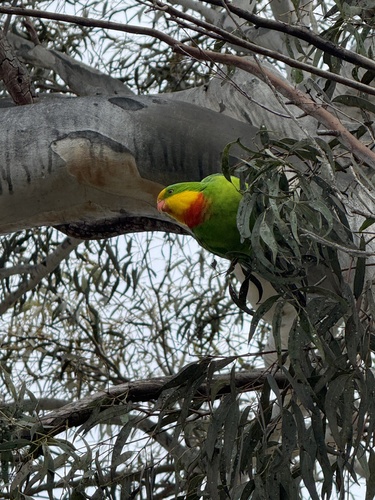 Superb Parrot