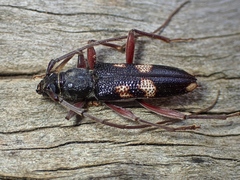 Phoracantha punctata