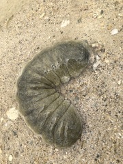 Holothuria scabra