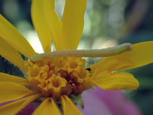 iNaturalist observation photo of Geometer Moths