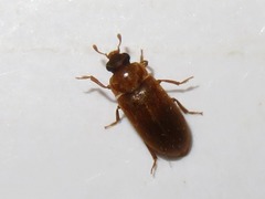 Byturus ochraceus