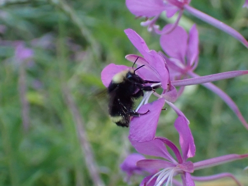 iNaturalist observation photo of Van Dyke's Bumble Bee