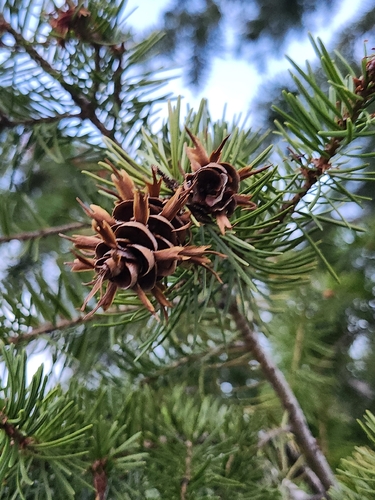 Douglas-fir