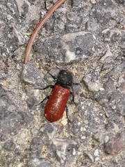 Bostrichus capucinus