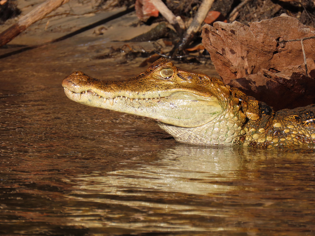Spectacled Caiman