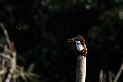 White-throated Kingfisher