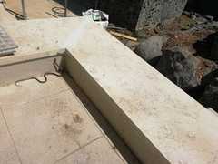 Dolichophis jugularis