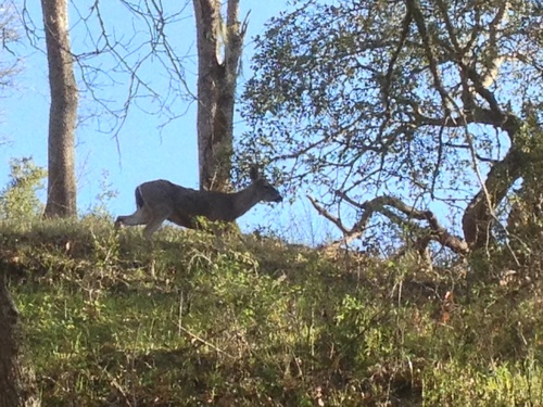 iNaturalist observation photo of Columbian Black-tailed Deer