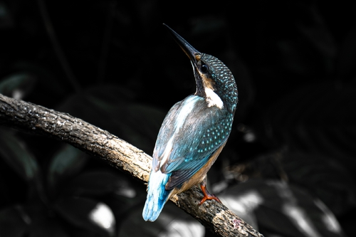 Common Kingfisher