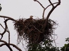 Haliaeetus leucoryphus
