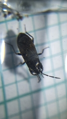 Rhyparochrominae