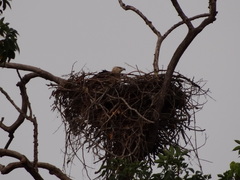 Haliaeetus leucoryphus