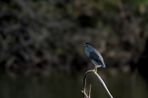 Little Heron