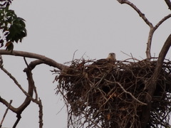 Haliaeetus leucoryphus