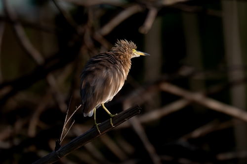 Chinese Pond-Heron