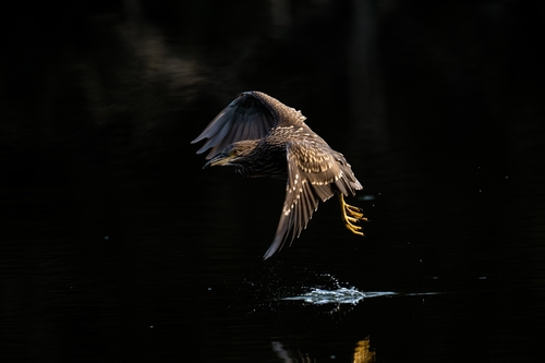 Black-crowned Night Heron