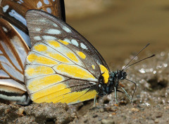 Prioneris thestylis