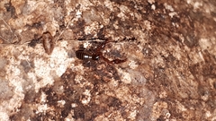 Neobisiidae