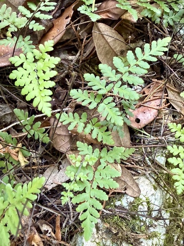 Myriopteris microphylla observed 2026-08-15