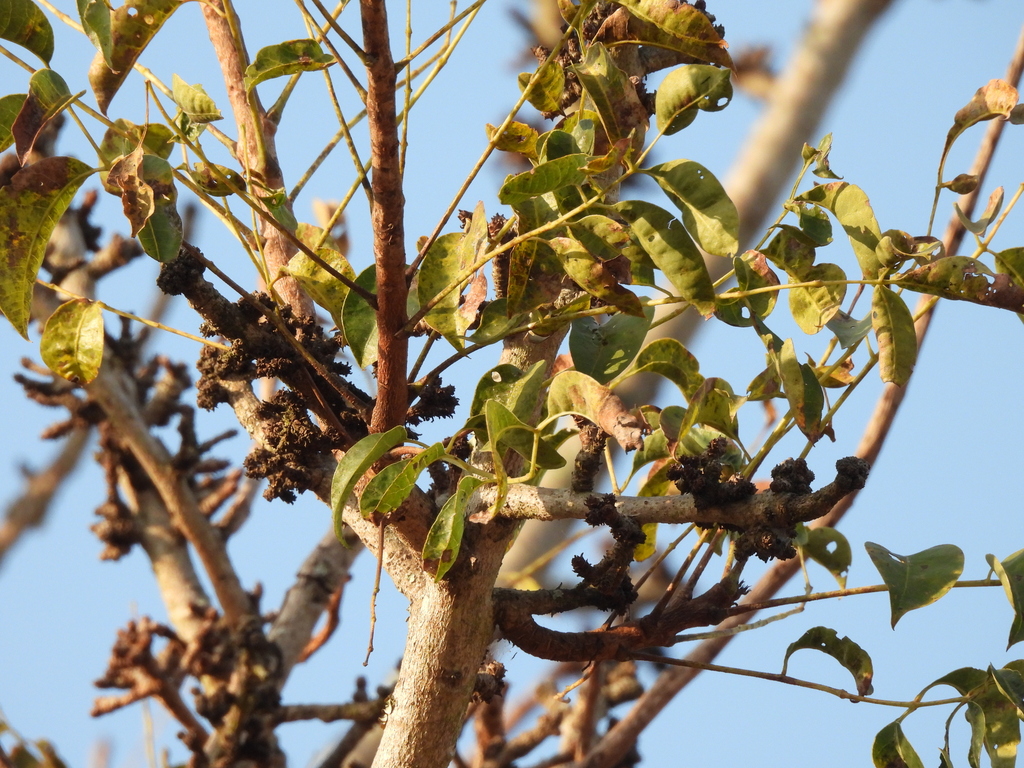 Sclerocarya birrea; photograph (c) Mark Clarke, some rights reserved (CC BY)