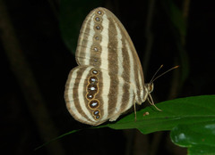 Ragadia crisilda