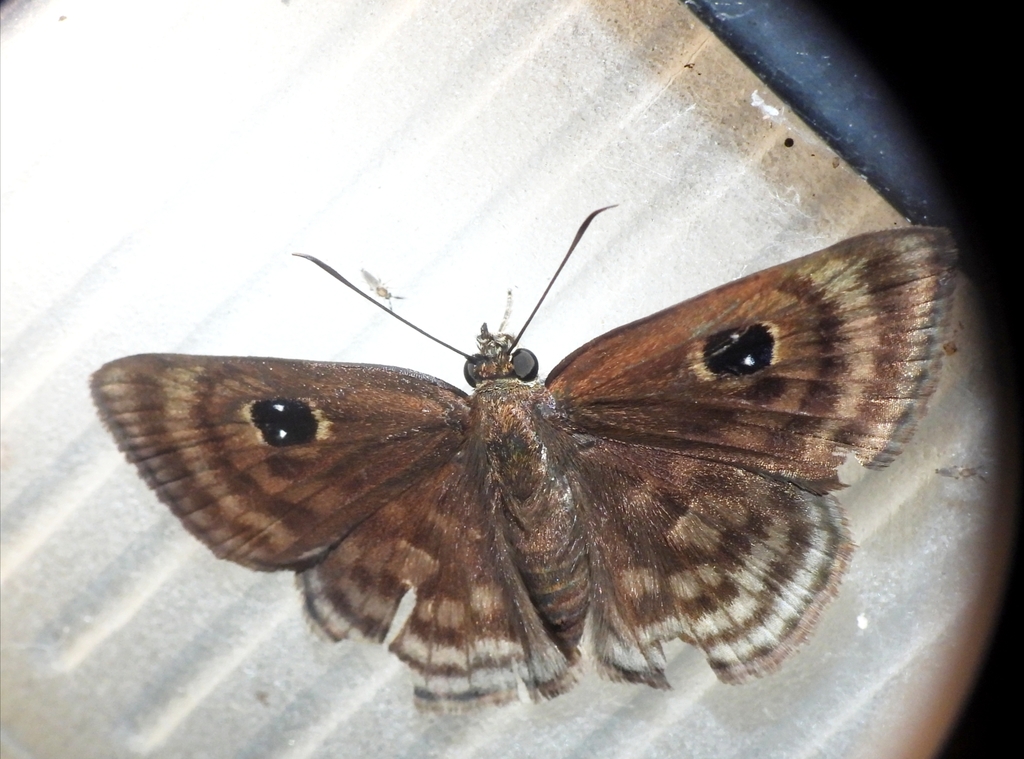 Cyclosemia earina