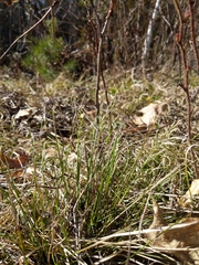 Piptatheropsis pungens