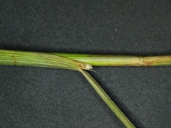 Piptatheropsis pungens