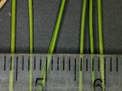 Piptatheropsis pungens