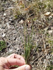 Piptatheropsis pungens