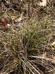 Piptatheropsis pungens