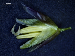 Piptatheropsis pungens