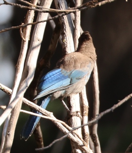 iNaturalist observation photo of Steller's Jay