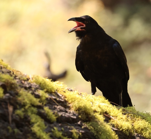 iNaturalist observation photo of Common Raven
