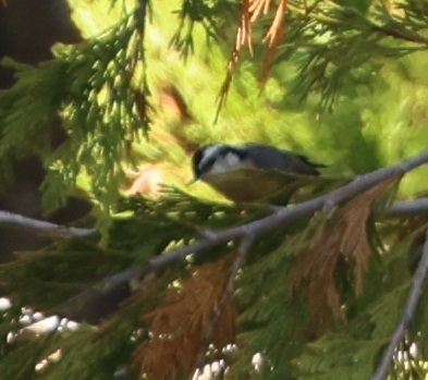 iNaturalist observation photo of Red-breasted Nuthatch