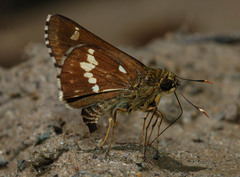 Thoressa cerata