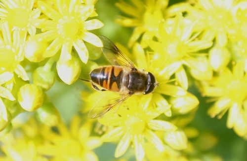 Common Drone Fly