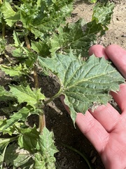 Blitum californicum, photograph author not stated, no rights reserved