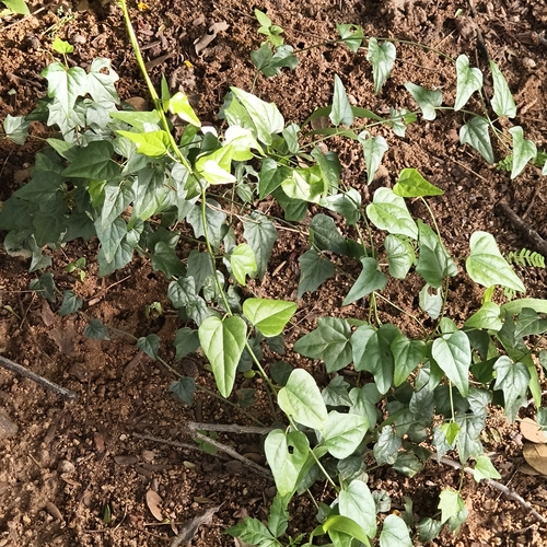 Cocculus hirsutus