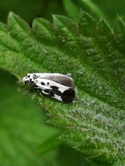 Ethmia quadrillella
