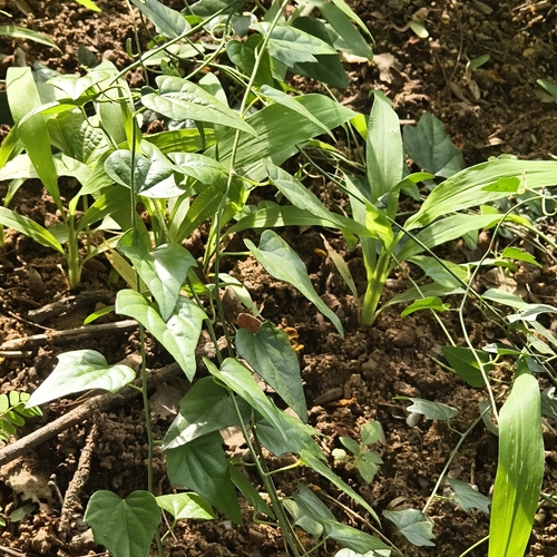 Cocculus hirsutus, photograph 1