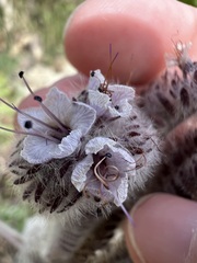 Phacelia hubbyi, photograph author not stated, no rights reserved