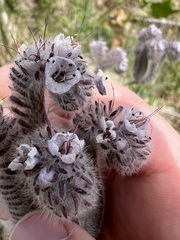 Phacelia hubbyi