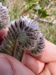 Phacelia hubbyi, photograph author not stated, no rights reserved