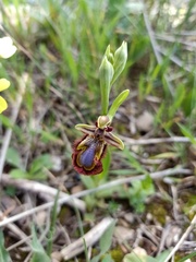 Ophrys speculum speculum