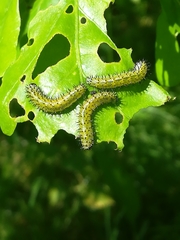 Periclista lineolata